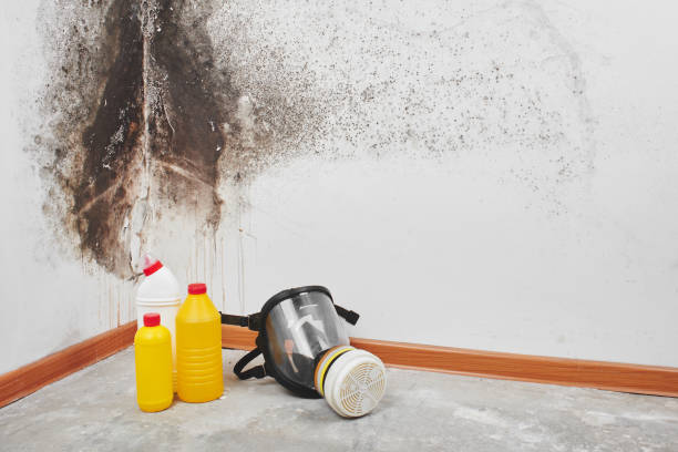 Best Post-Flood Mold Remediation in Lacon, IL