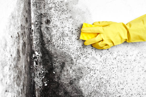 Best Basement Mold Remediation in Lacon, IL
