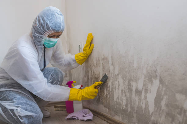 Best Residential Mold Remediation in Lacon, IL