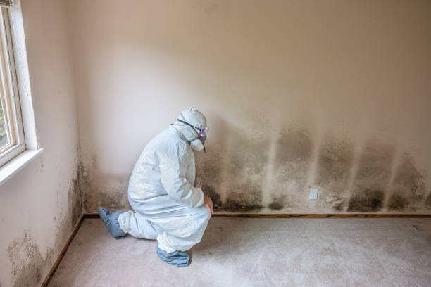 Best Mold Remediation for Specific Building Types in Lacon, IL