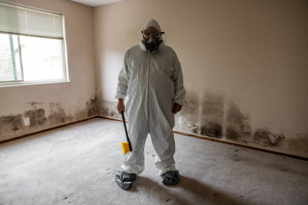 Best Basement Mold Remediation in Lacon, IL