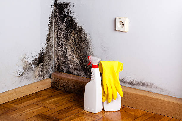 Best Mold Remediation for Specific Building Types in Lacon, IL