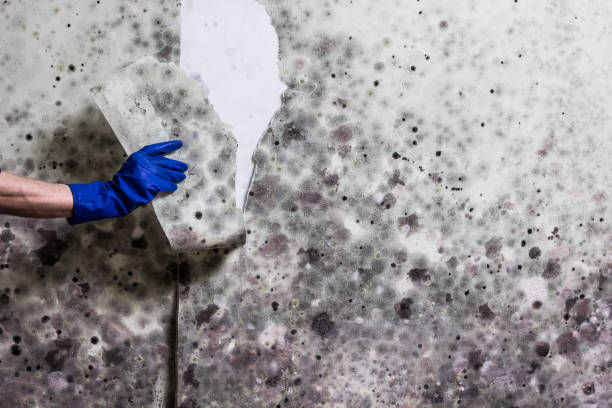 Best Insurance-Related Mold Remediation in Lacon, IL
