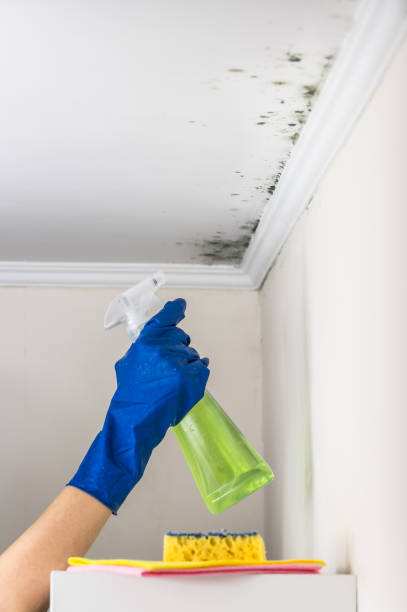 Best Bathroom Mold Remediation in Lacon, IL