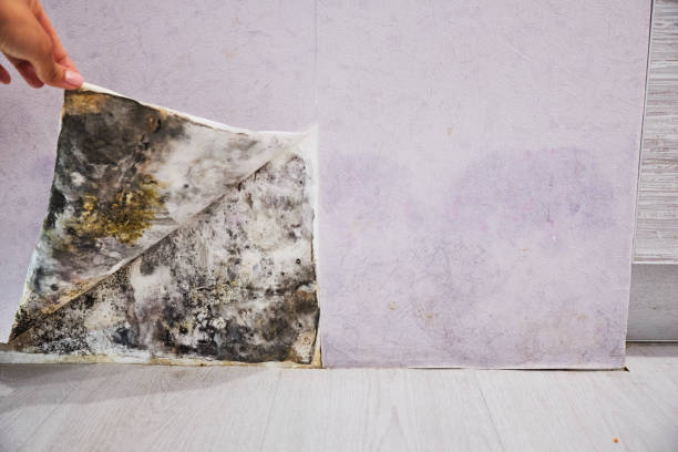 Best Residential Mold Remediation in Lacon, IL